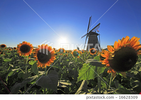 Sunflowers and windmills 16628309