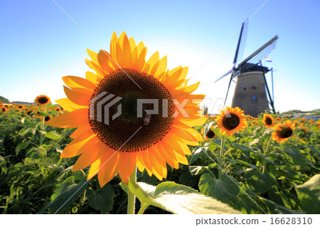 Sunflowers and windmills 16628310