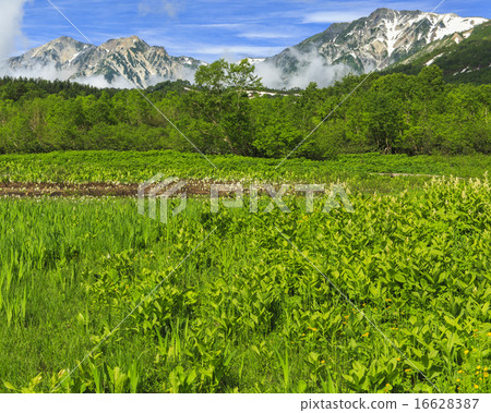 Tsugaike Nature Park Tsugaike Nature Park 16628387