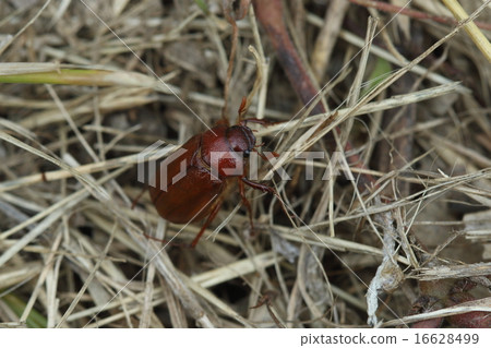Living thing Insect Nagachigoshogane, a small inconspicuous beetle, but it seems like a big pest damaging various roots of trees 16628499