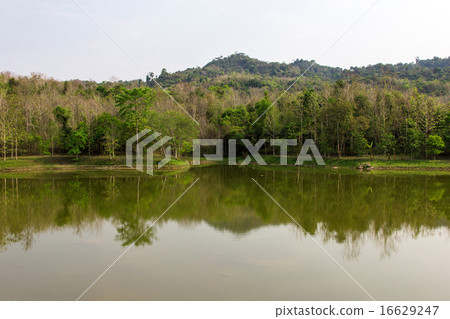 Lake in forest 16629247