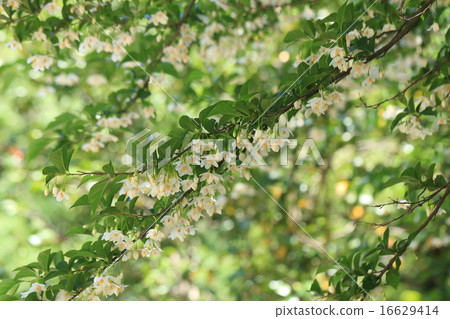 Natural plant Egonoki, around May A lot of good fragrant white little flowers will bloom Natural plant Egonoki, around May A lot of good fragrant white little flowers will bloom 16629414
