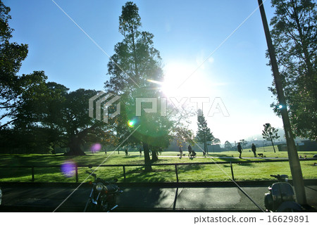 悉尼皇家植物園 16629891
