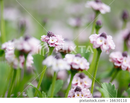 Iwadare Rew Iwadare Rew 16630118