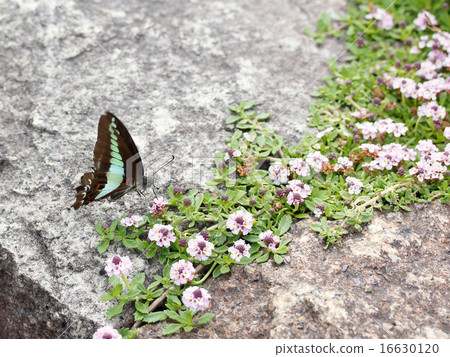 Iwadare Rew Iwadare Rew 16630120