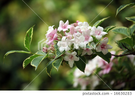 新鮮水果 新鮮水果 16630283