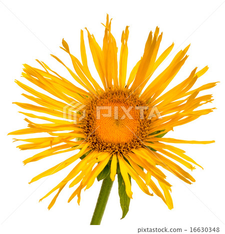 Inula helenium on white background Inula helenium on white background 16630348