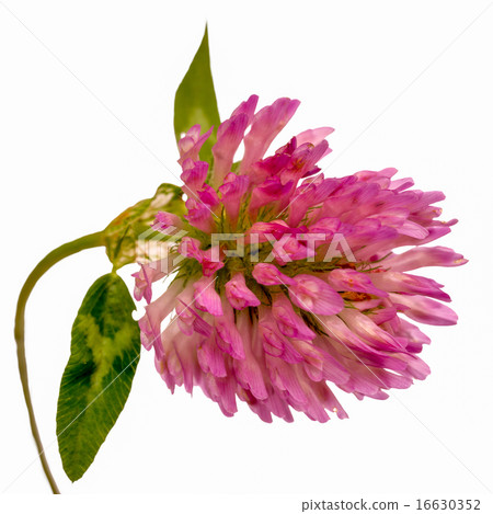 Red Clover Flower Close-Up Isolated on White Red Clover Flower Close-Up Isolated on White 16630352