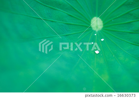 Oga lotus leaves and drops 16630373