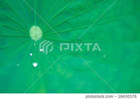 Oga lotus leaves and drops 16630376