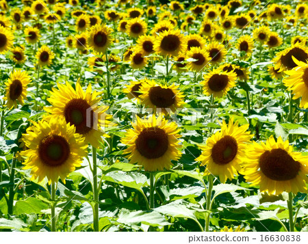 A lot of sunflowers 16630838