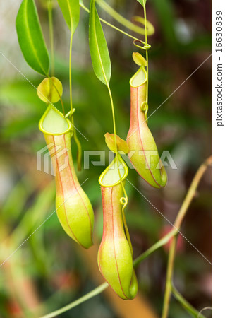 Ugubon Kuzura 16630839