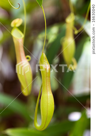 Ugubon Kuzura 16630840