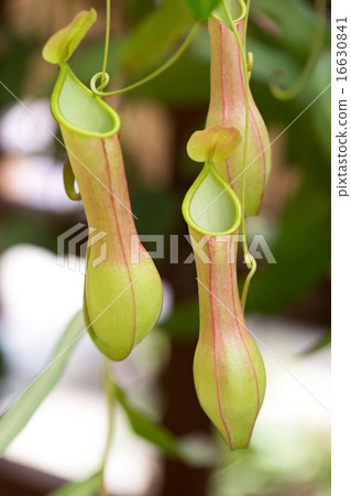 Ugubon Kuzura 16630841