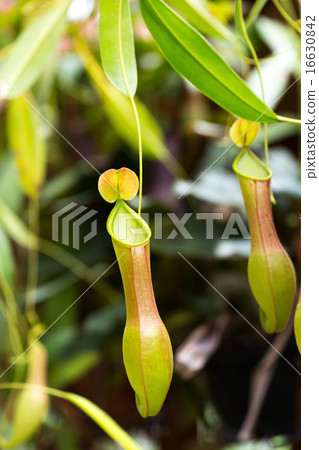 Ugubon Kuzura 16630842