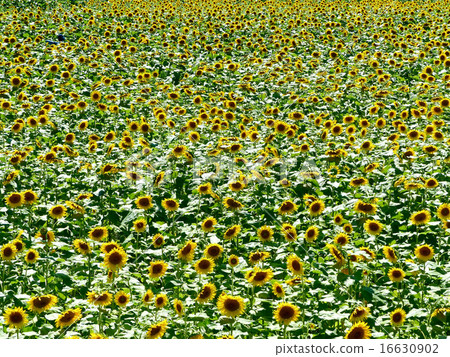 One side of sunflower One side of sunflower 16630902
