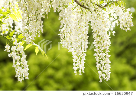 白色富士花與綠背 白色富士花與綠背 16630947