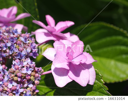 繡球花·日本·婚禮花束 繡球花·日本·婚禮花束 16631014