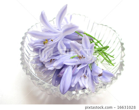 A flower of Agapanthus with a refreshing flower color A flower of Agapanthus with a refreshing flower color 16631028
