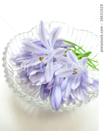 A flower of Agapanthus with a refreshing flower color A flower of Agapanthus with a refreshing flower color 16631029