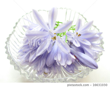 A flower of Agapanthus with a refreshing flower color A flower of Agapanthus with a refreshing flower color 16631030