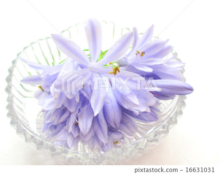A flower of Agapanthus with a refreshing flower color A flower of Agapanthus with a refreshing flower color 16631031