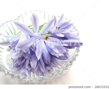 A flower of Agapanthus with a refreshing flower color A flower of Agapanthus with a refreshing flower color 16631032