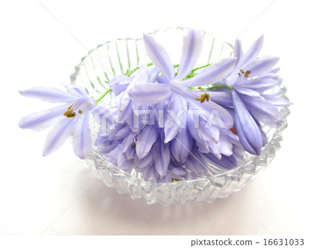 A flower of Agapanthus with a refreshing flower color A flower of Agapanthus with a refreshing flower color 16631033