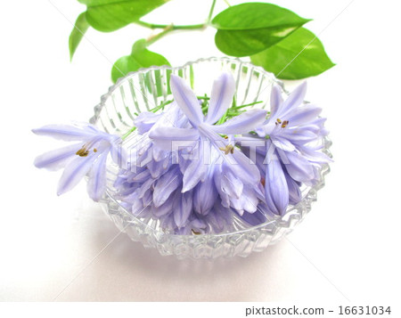 A flower of Agapanthus with a refreshing flower color A flower of Agapanthus with a refreshing flower color 16631034