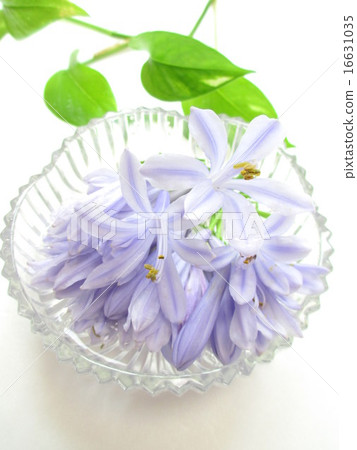 A flower of Agapanthus with a refreshing flower color A flower of Agapanthus with a refreshing flower color 16631035