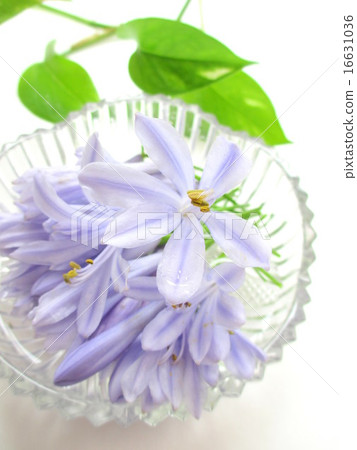 A flower of Agapanthus with a refreshing flower color A flower of Agapanthus with a refreshing flower color 16631036