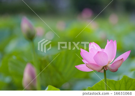A lotus A lotus 16631068