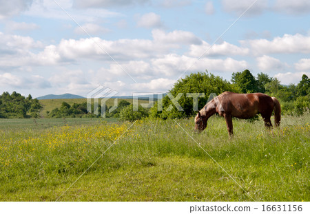 horse grazes horse grazes 16631156