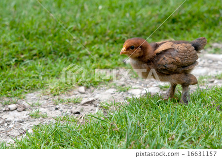 little chicken 16631157