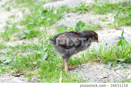 little chicken 16631158