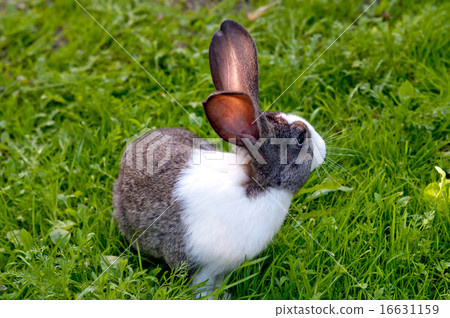 little rabbit little rabbit 16631159