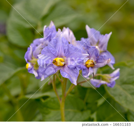 potato blooming potato blooming 16631183