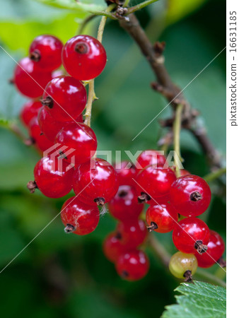 red currant 16631185