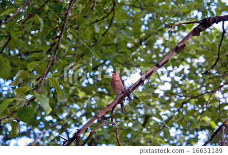 single sparrow 16631189