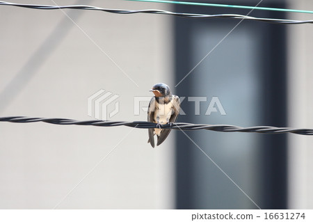 [Swallows that stay on electric wires] 16631274