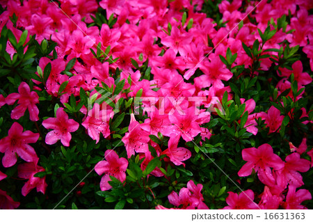 Atsui杜鵑花的花 16631363