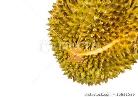 Close up on ripe durian fruit with split Close up on ripe durian fruit with split 16631589