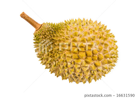 Freshly harvested Musang King durian variety Freshly harvested Musang King durian variety 16631590