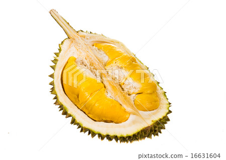 Fresh durian fruit with aromatic yellow soft flesh Fresh durian fruit with aromatic yellow soft flesh 16631604