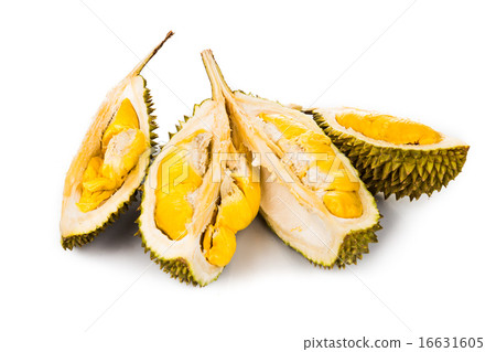 Fresh durian fruit with aromatic yellow soft flesh Fresh durian fruit with aromatic yellow soft flesh 16631605