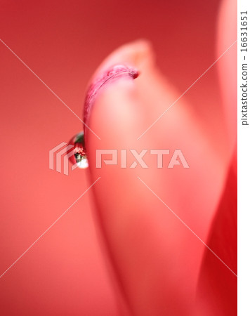 Tulip petals and Tamatsuu 16631651