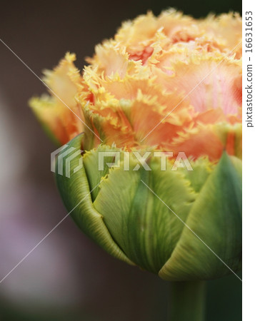 Eight tears tulip Eight tears tulip 16631653