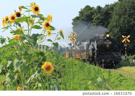 Moka Railway “Scenery along the line with blooming sunflowers and SL” 16631870
