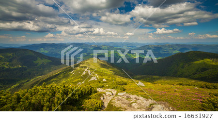 Magic pink rhododendron flowers in the mountains Magic pink rhododendron flowers in the mountains 16631927