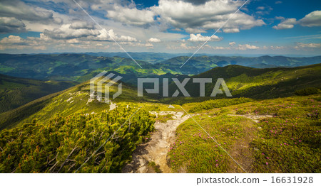 Magic pink rhododendron flowers in the mountains Magic pink rhododendron flowers in the mountains 16631928